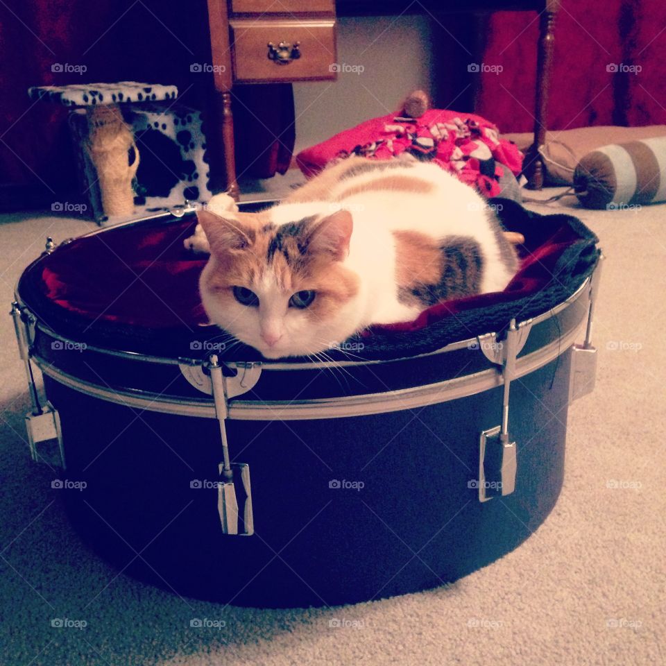 Kitty on a drum