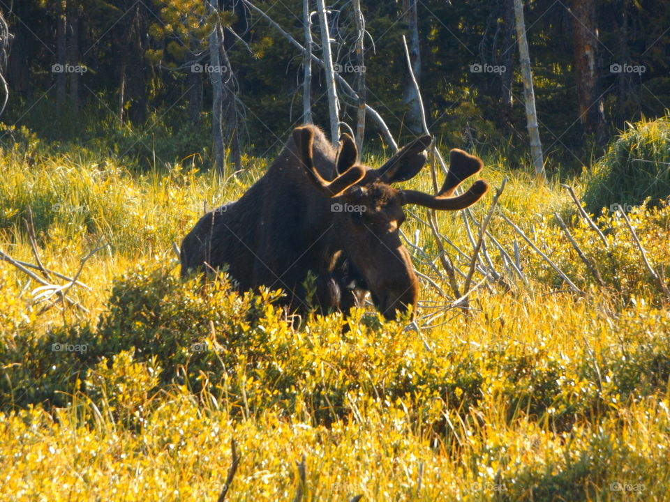 Hungry Moose
