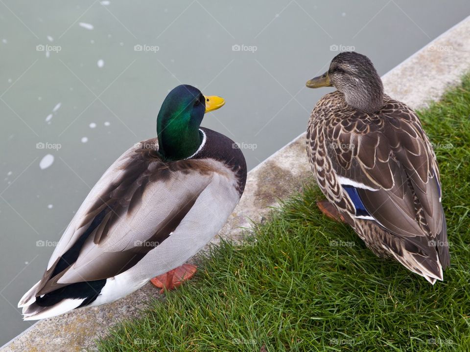 Two Ducks