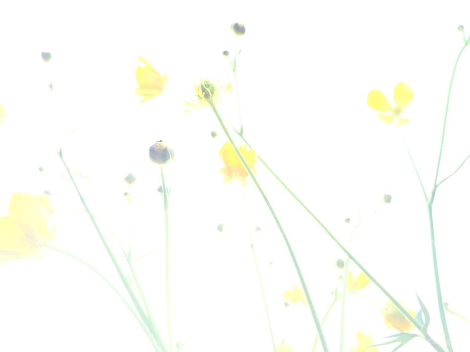 Abstract buttercups
