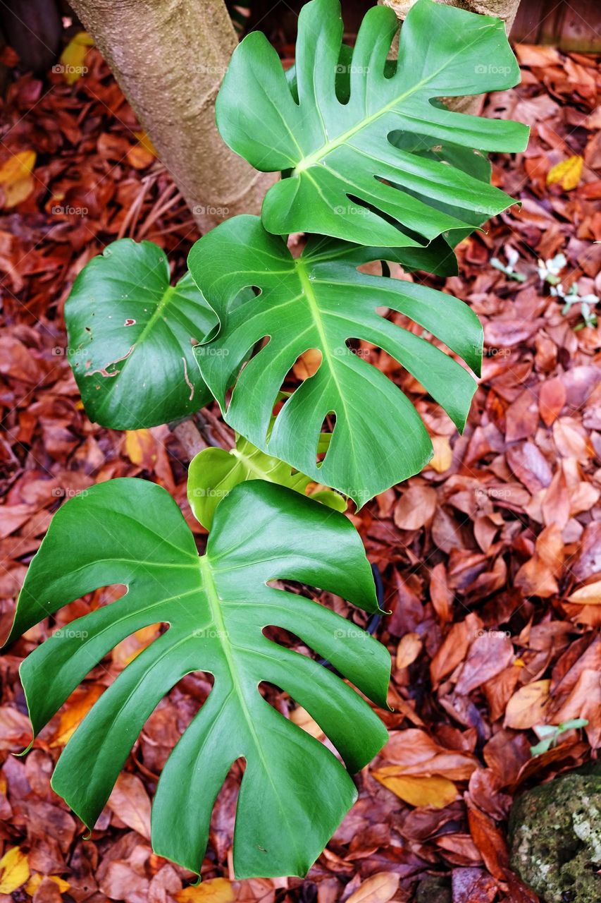 plants around the us