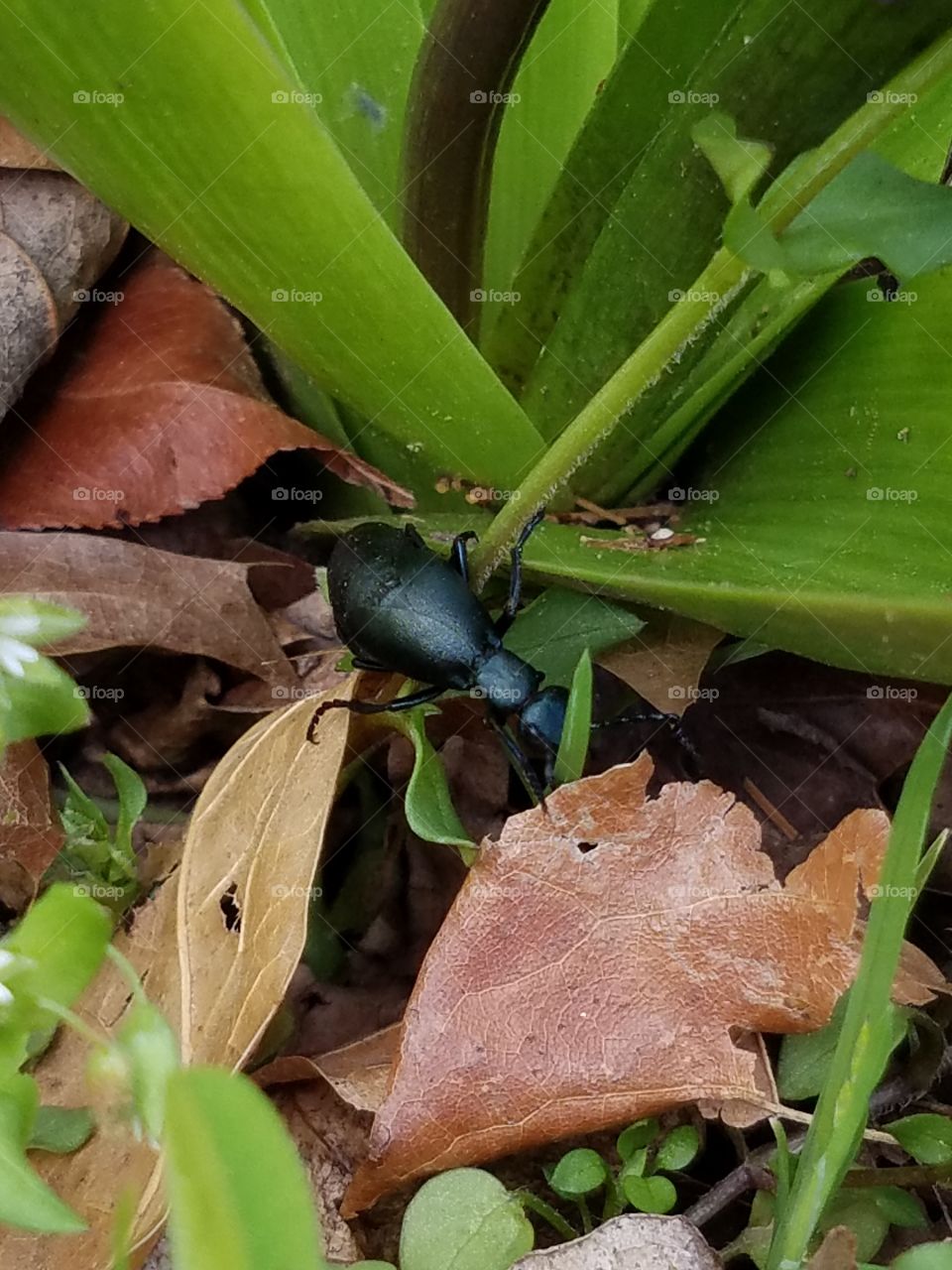 Large Blister beetle