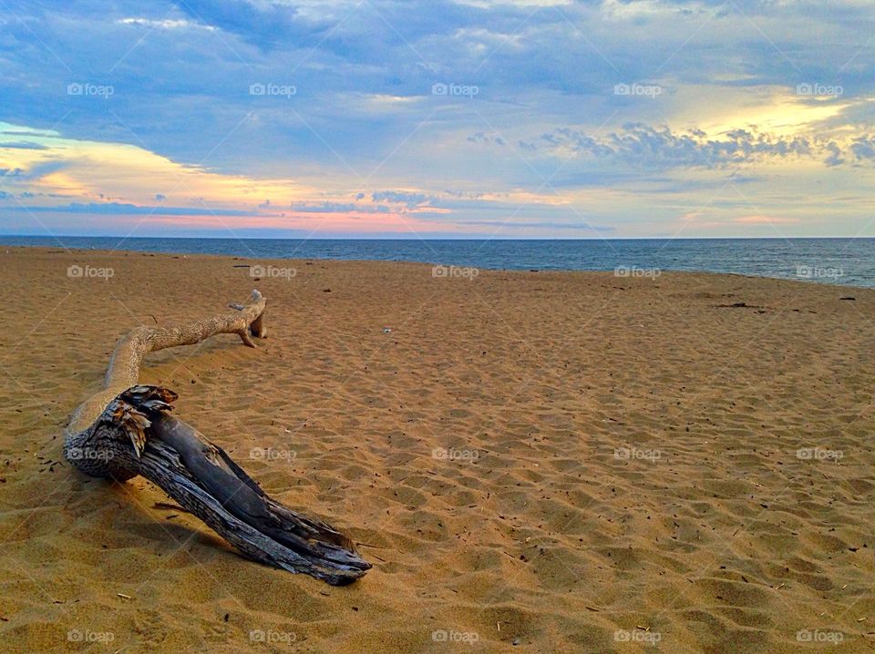 Driftwood on the beach