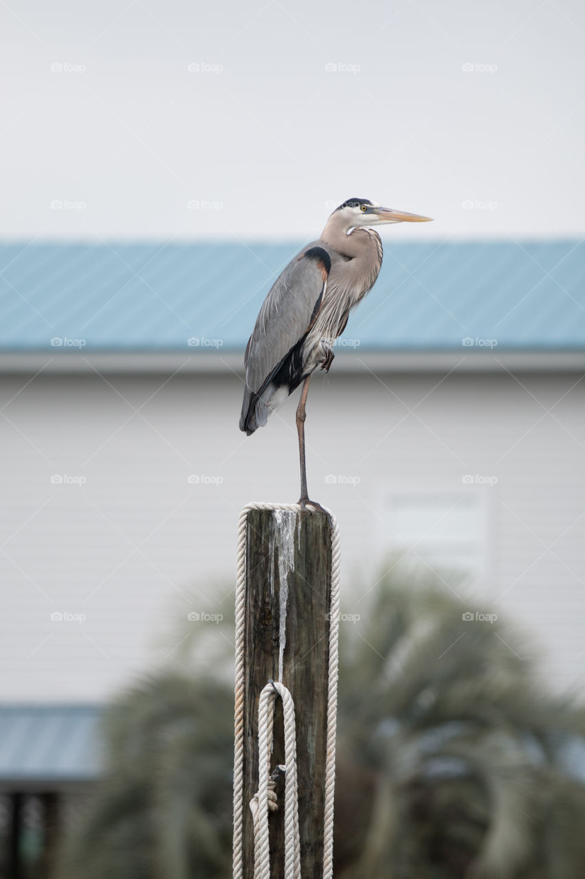 Bird, Water, No Person, Nature, Sky