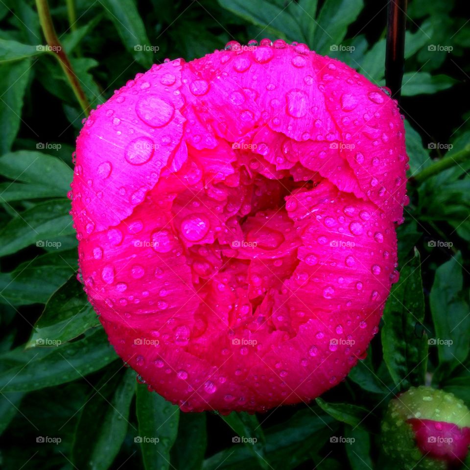 Wet Peony. Peony bud with raindrops