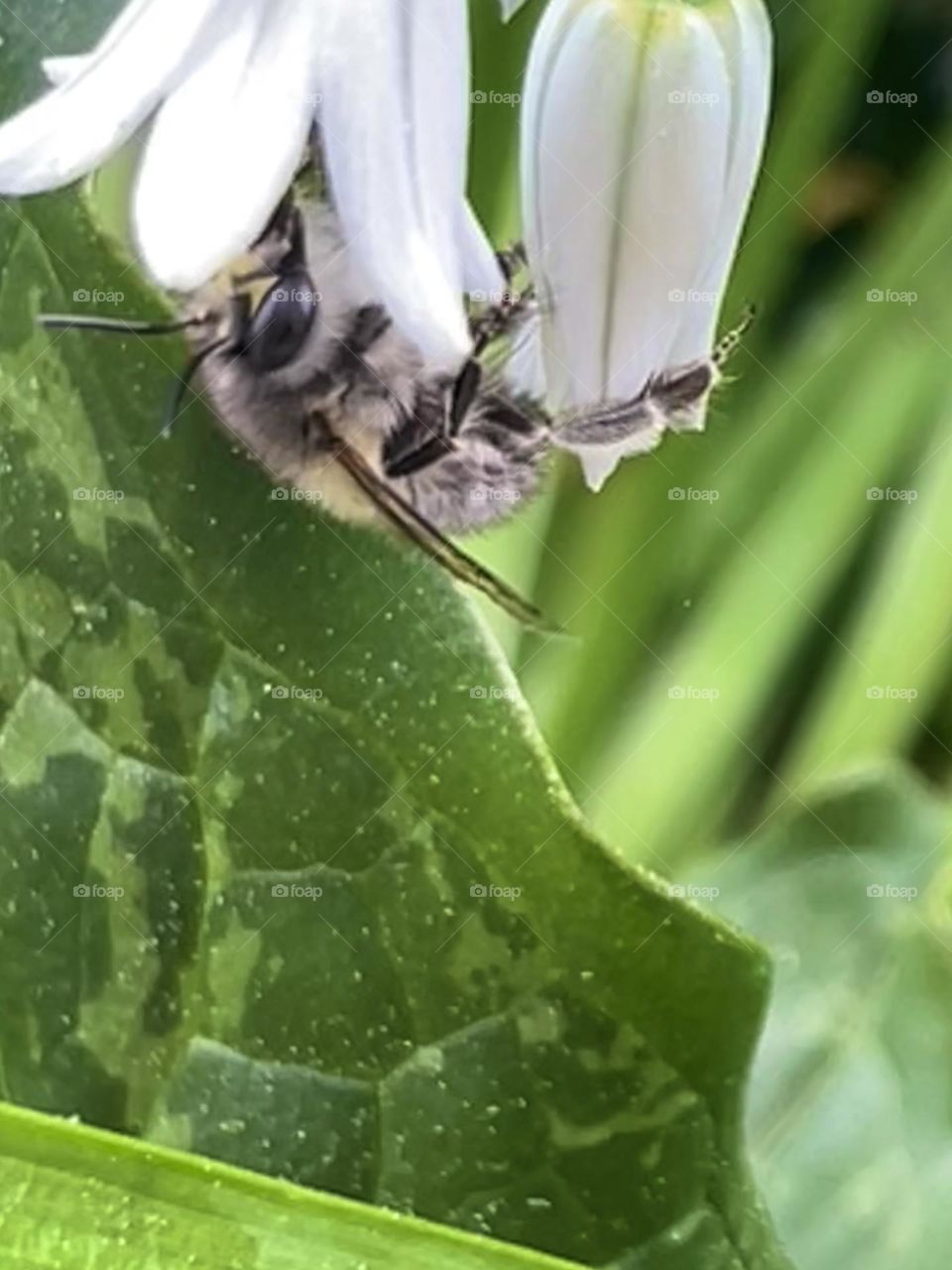 Abelhas: Polinização em ação.