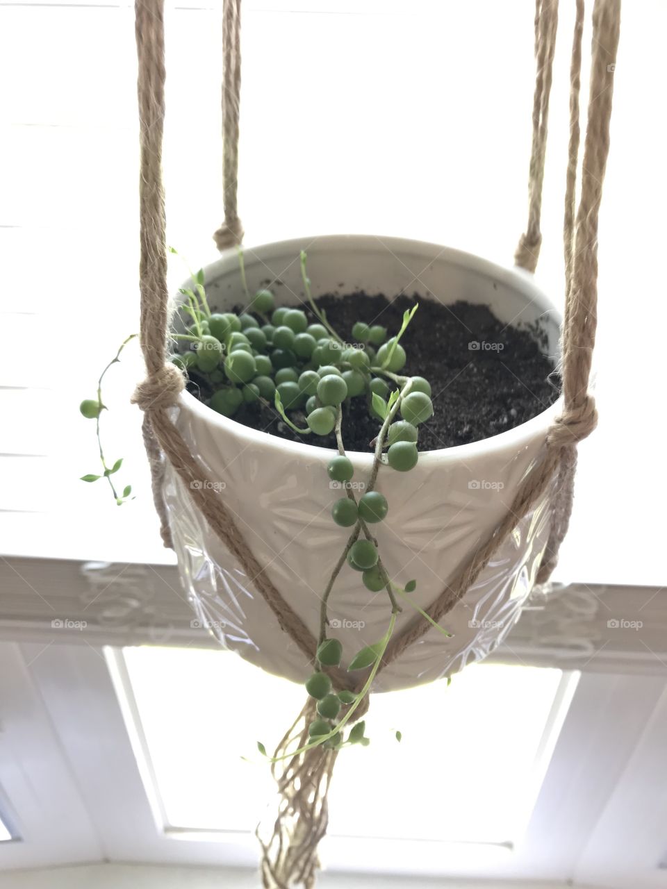 String of pearls plant hanging in window from ropes in white pot