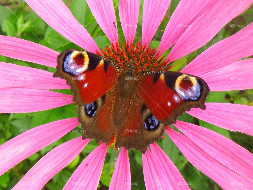 Io, the daughter of Inachus. Who's afraid of red, pink and blue