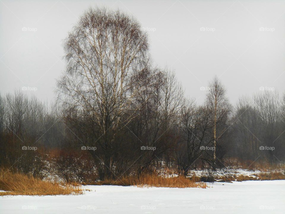 Winter, Snow, Cold, Frost, Tree