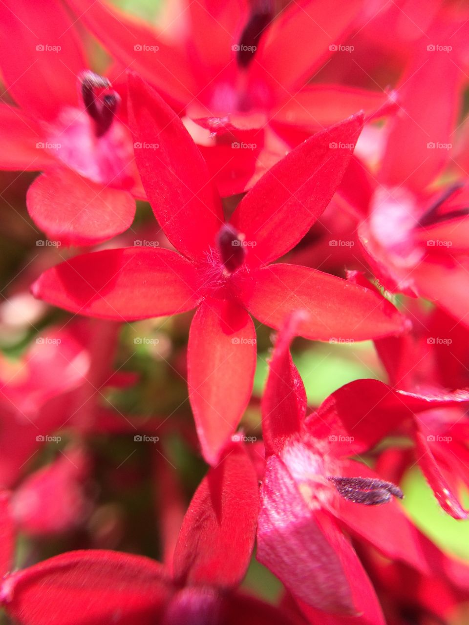 Red flower closeup!