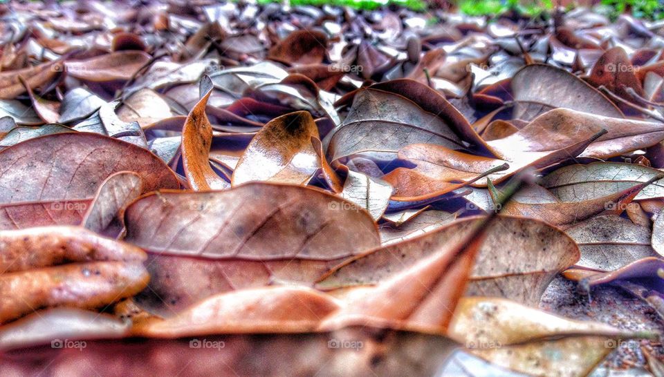 Leaf Pile