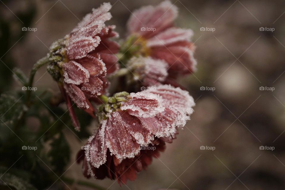 Chrysanthemum flowers covered with frost