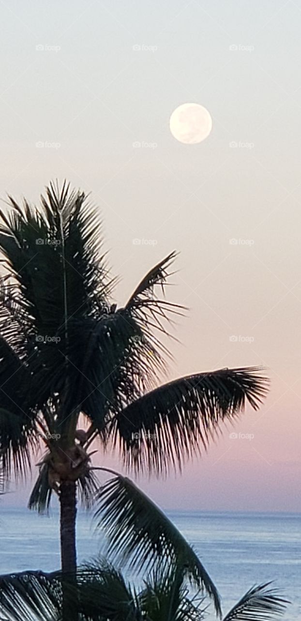 palm tree, moon, ocean, sea, water jawaii
