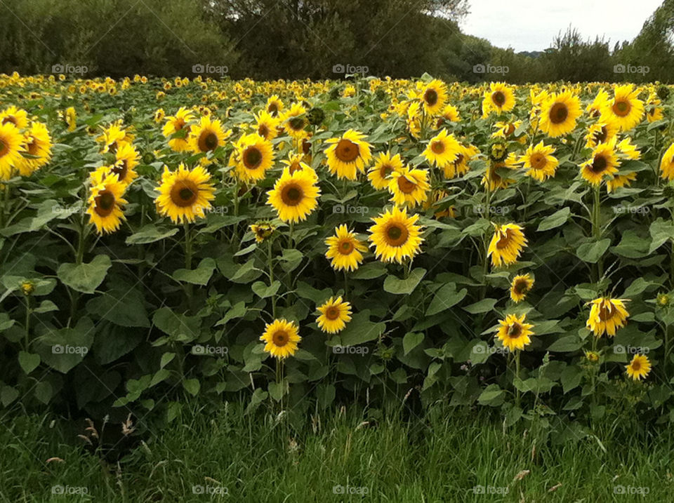 field summer united kingdom sun by jeanello