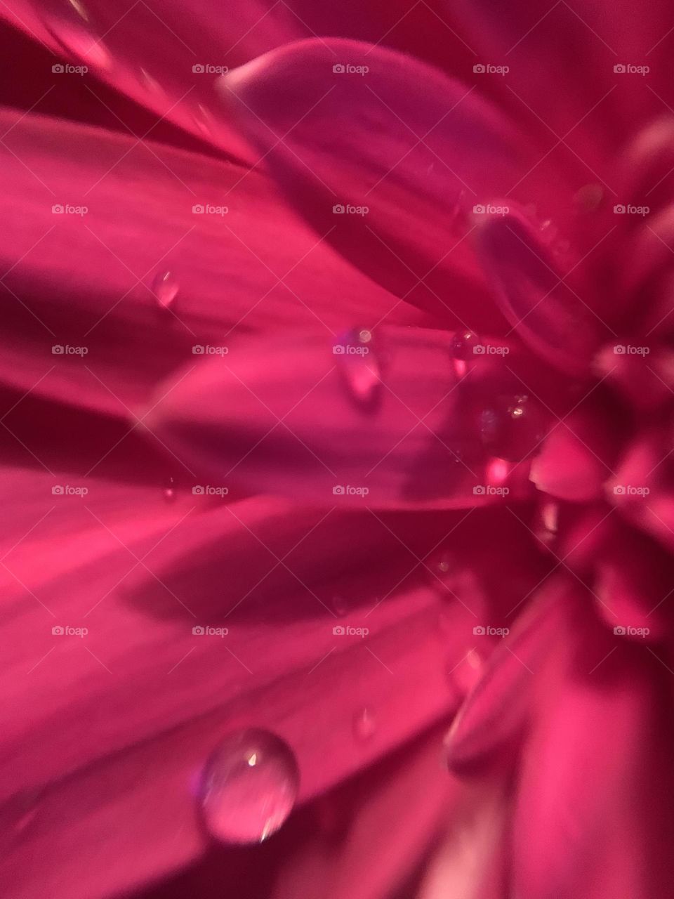 Spring raindrops on hot pink flower petals 