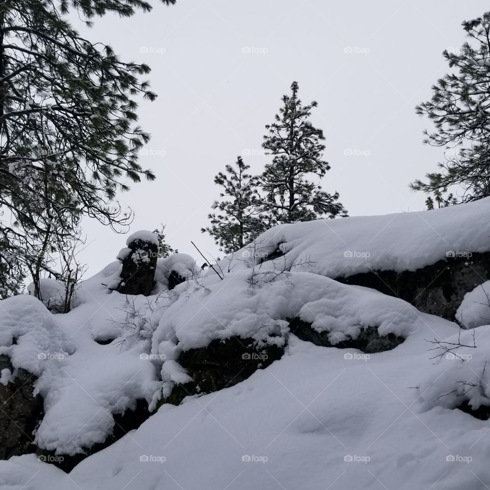 snow covered trees on a mountain ledge
