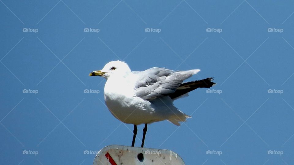 Seagull rests