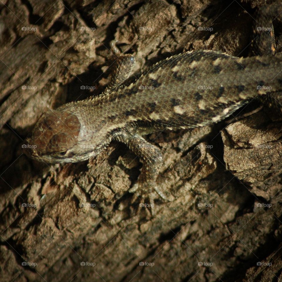 fence lizard