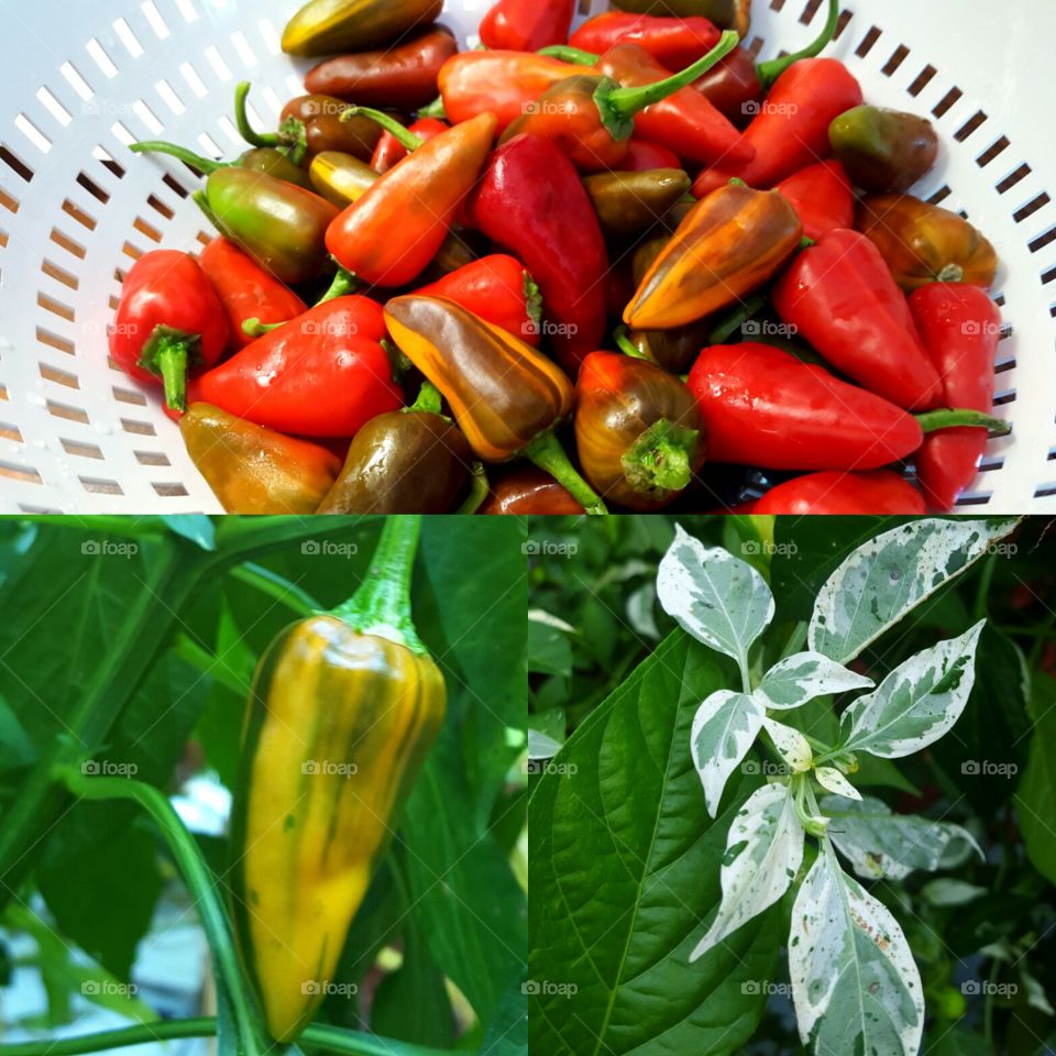 Fish peppers