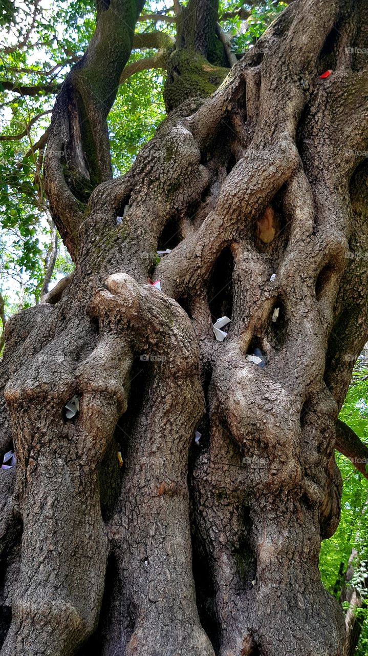 Make a wish and let here at this tree. Botanic garden 🌳🌳🌳🍀🍀🍀☘☘☘