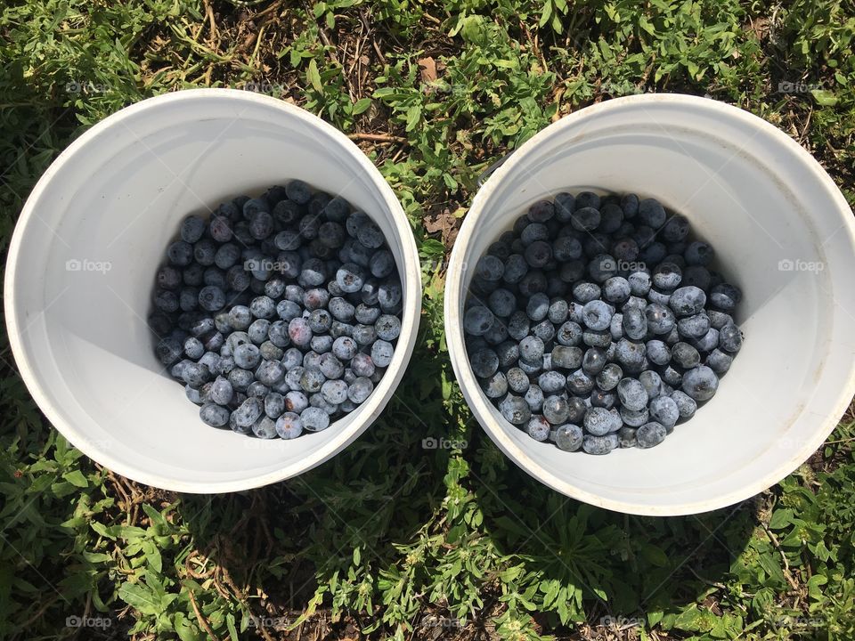 A fun filled day of picking blueberries by the gallon 