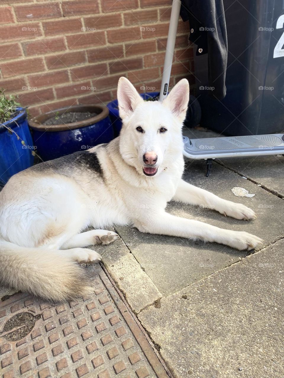 My Zara the Siberian huskey sunbathing 