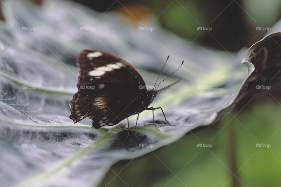 Nature, Butterfly, Insect, Outdoors, No Person