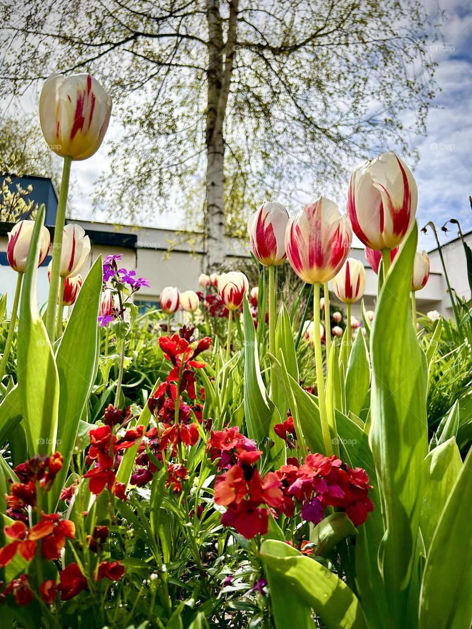 Flowers , walk April 2023 . 