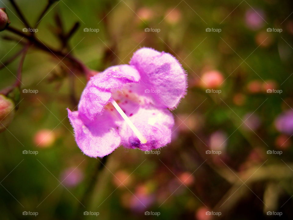 This is a pretty pink flower on a warm sunny summer day.