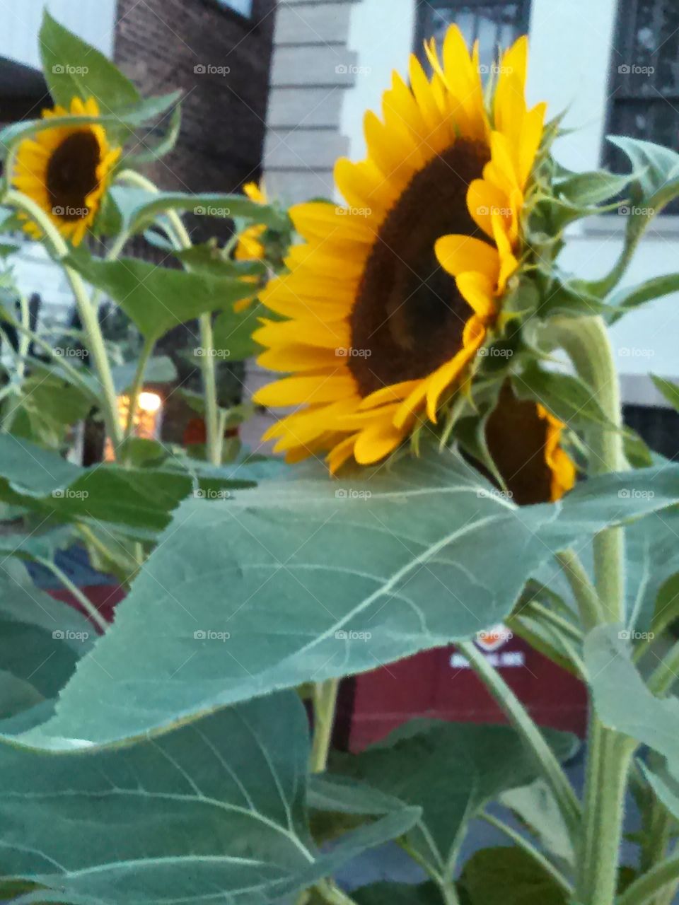 sunflower power. took a walk and found a florist growing these guys