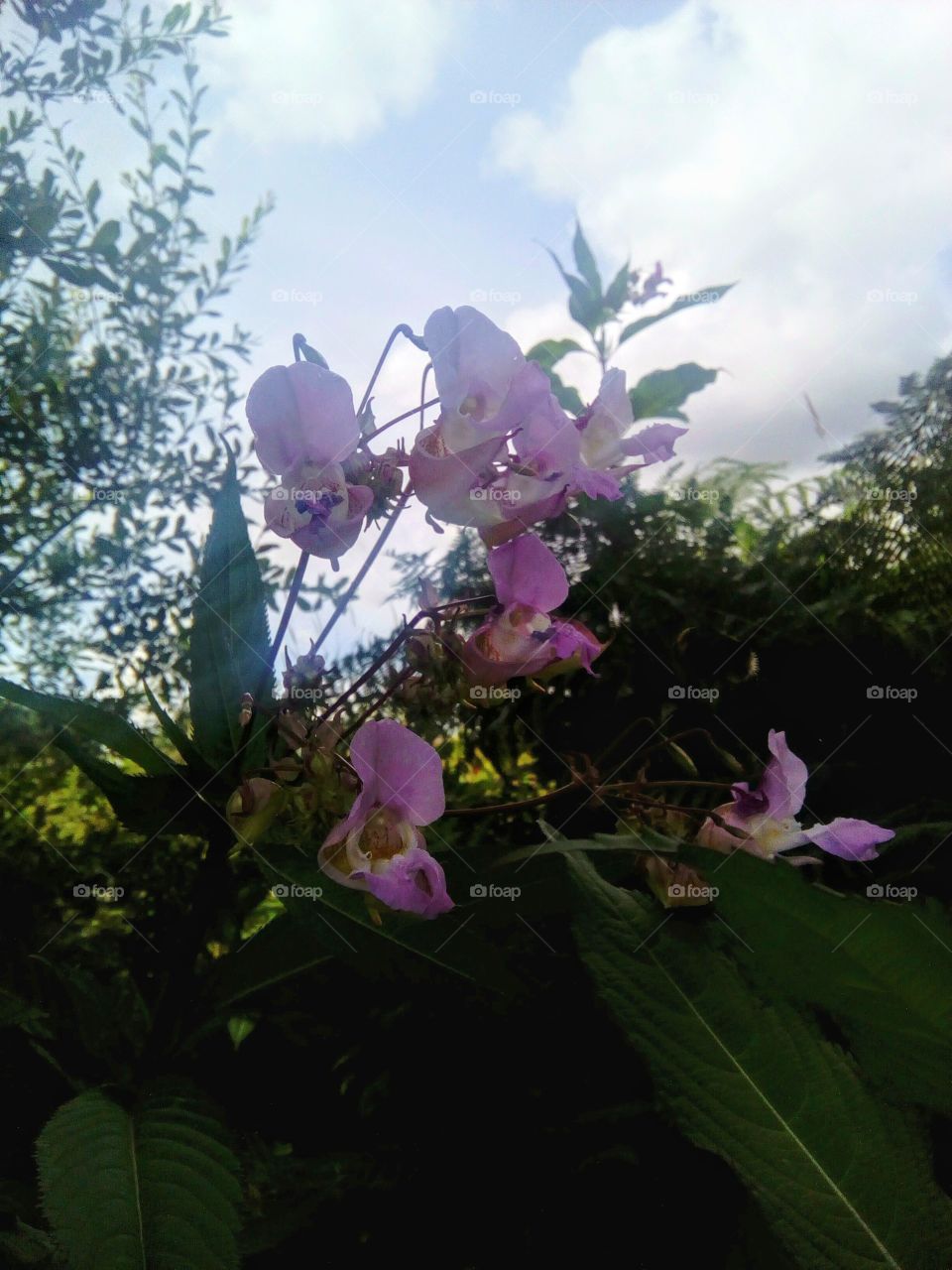 I was on a walk, and found these pink flowers: they were tiny, but grew so high and I thought it was unusual