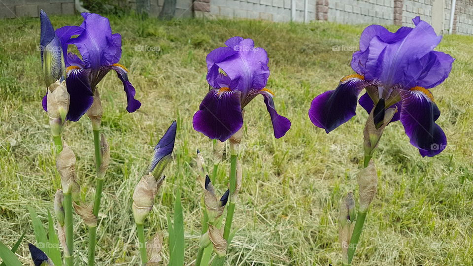 three violet iris flowers with buds