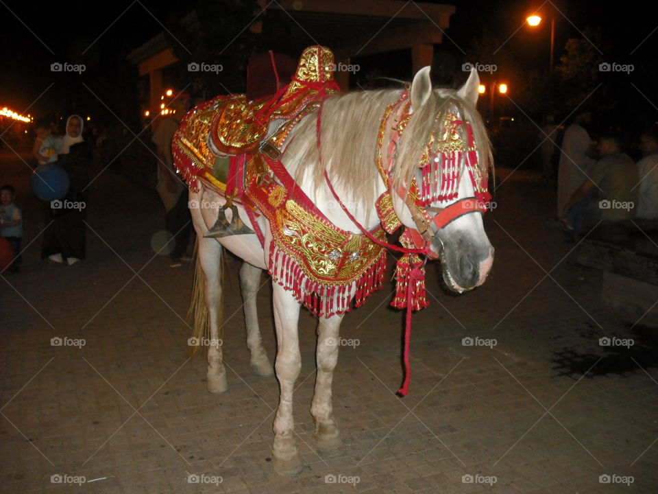 moroccan horse