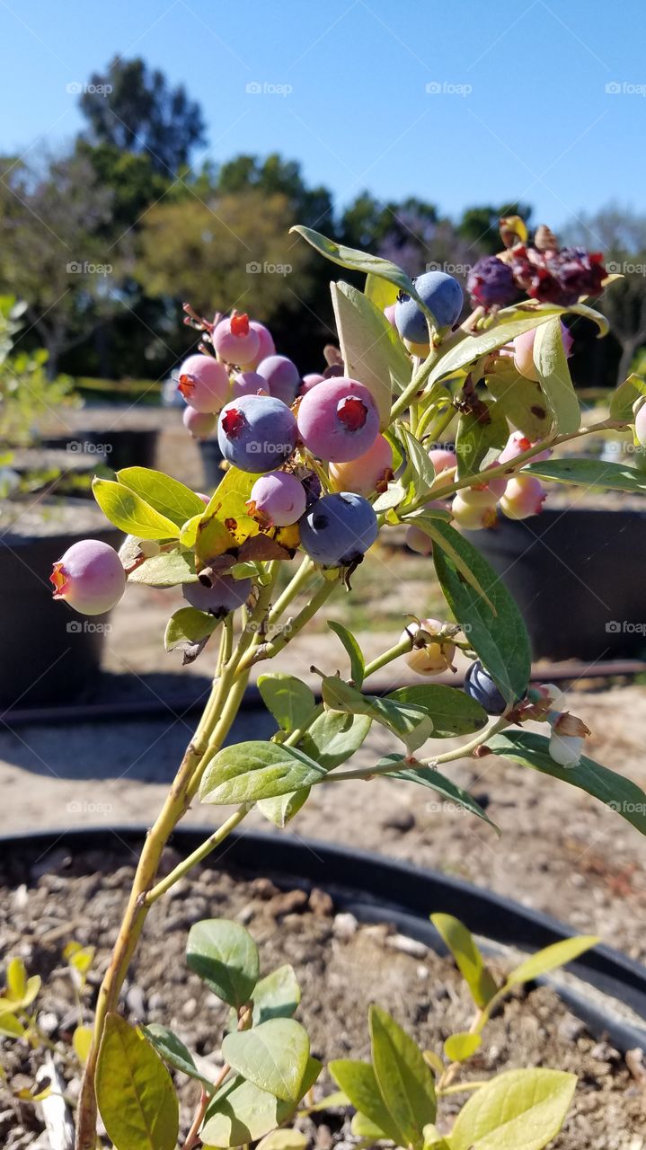 Blueberry bush