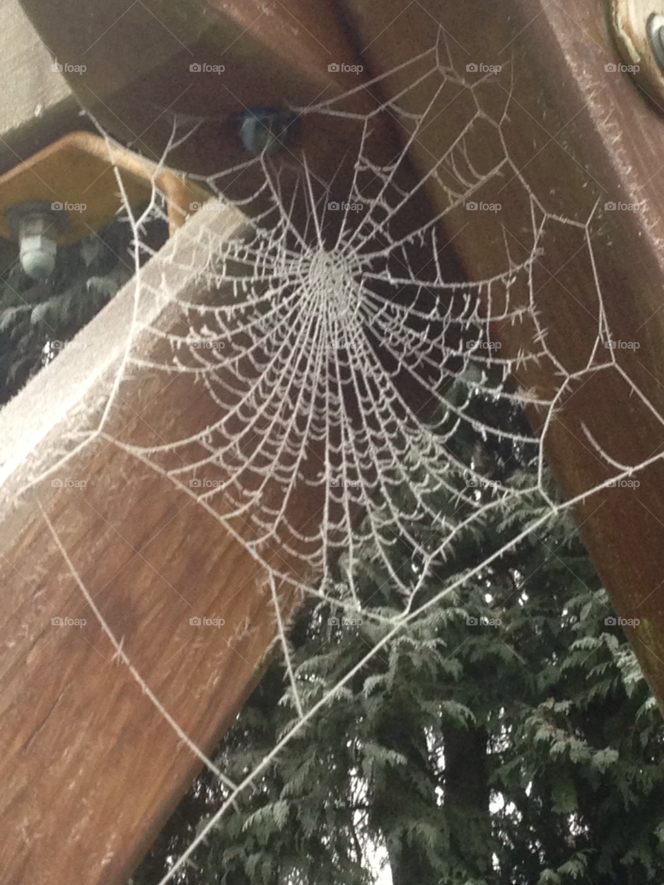 west sussex winter web spider by merchant746