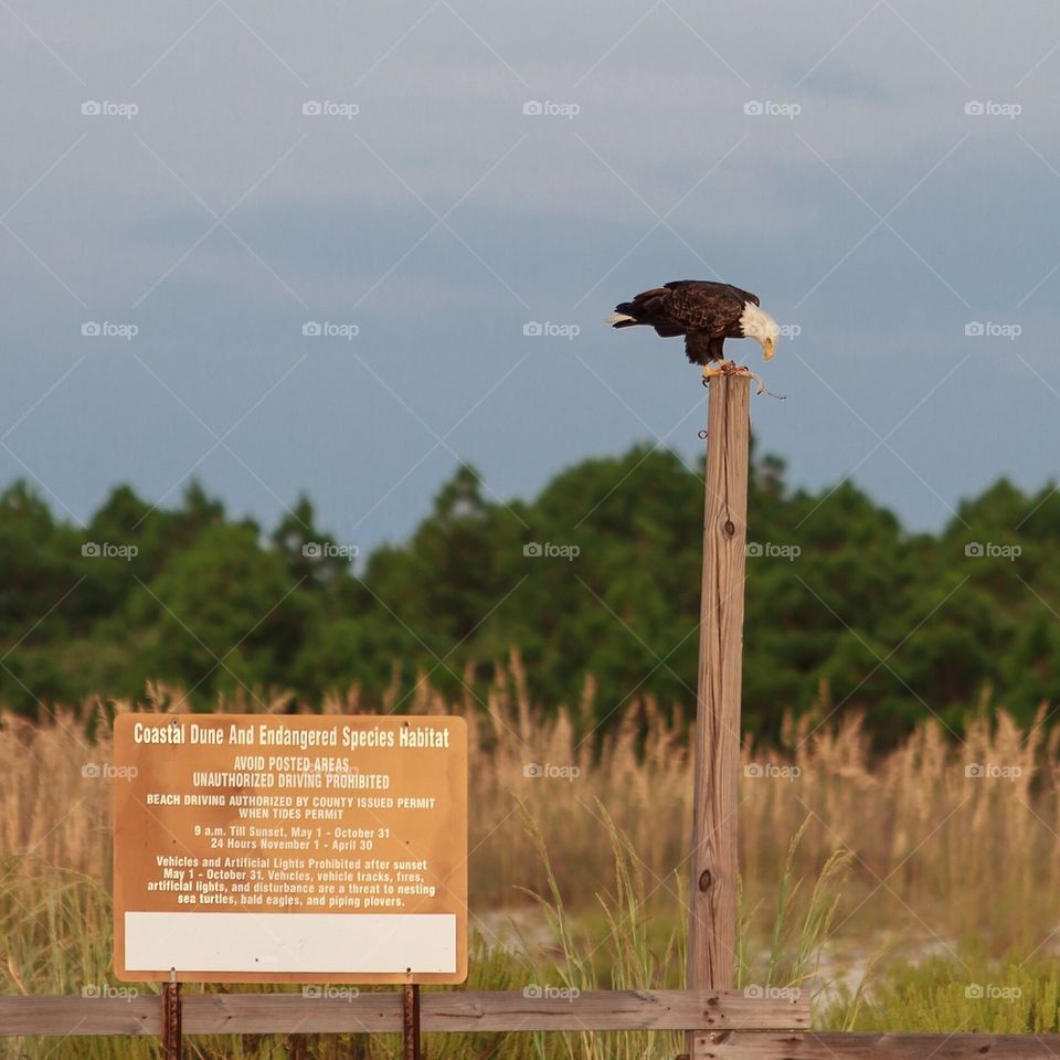 Bald Eagle at Endangered Species Habitat
