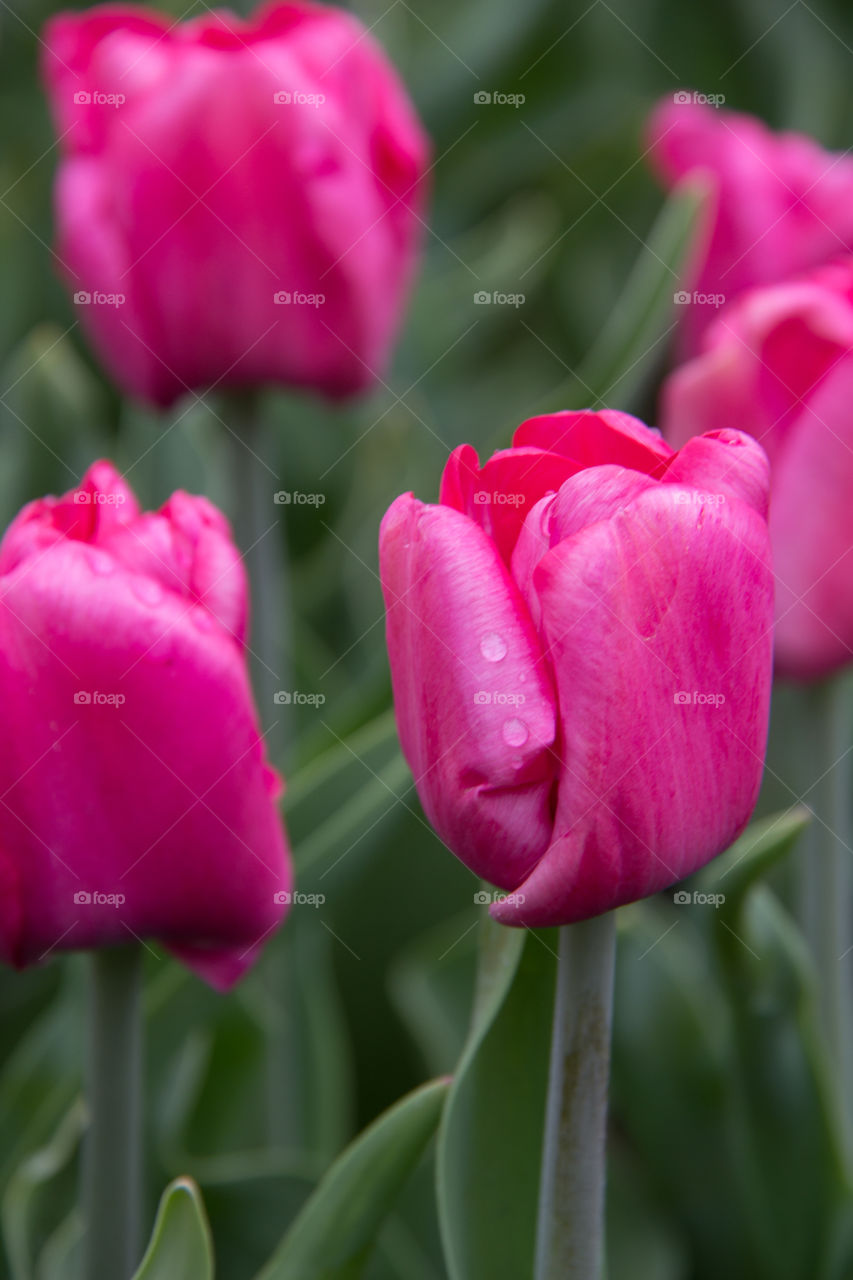 Tulips and water droplets 