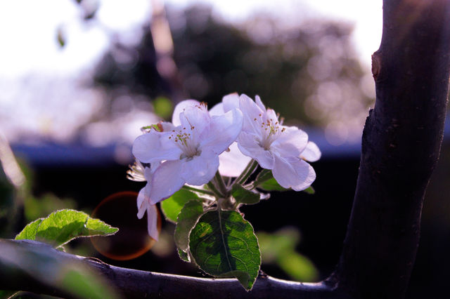 Spring photo, apple's flowers blooming.