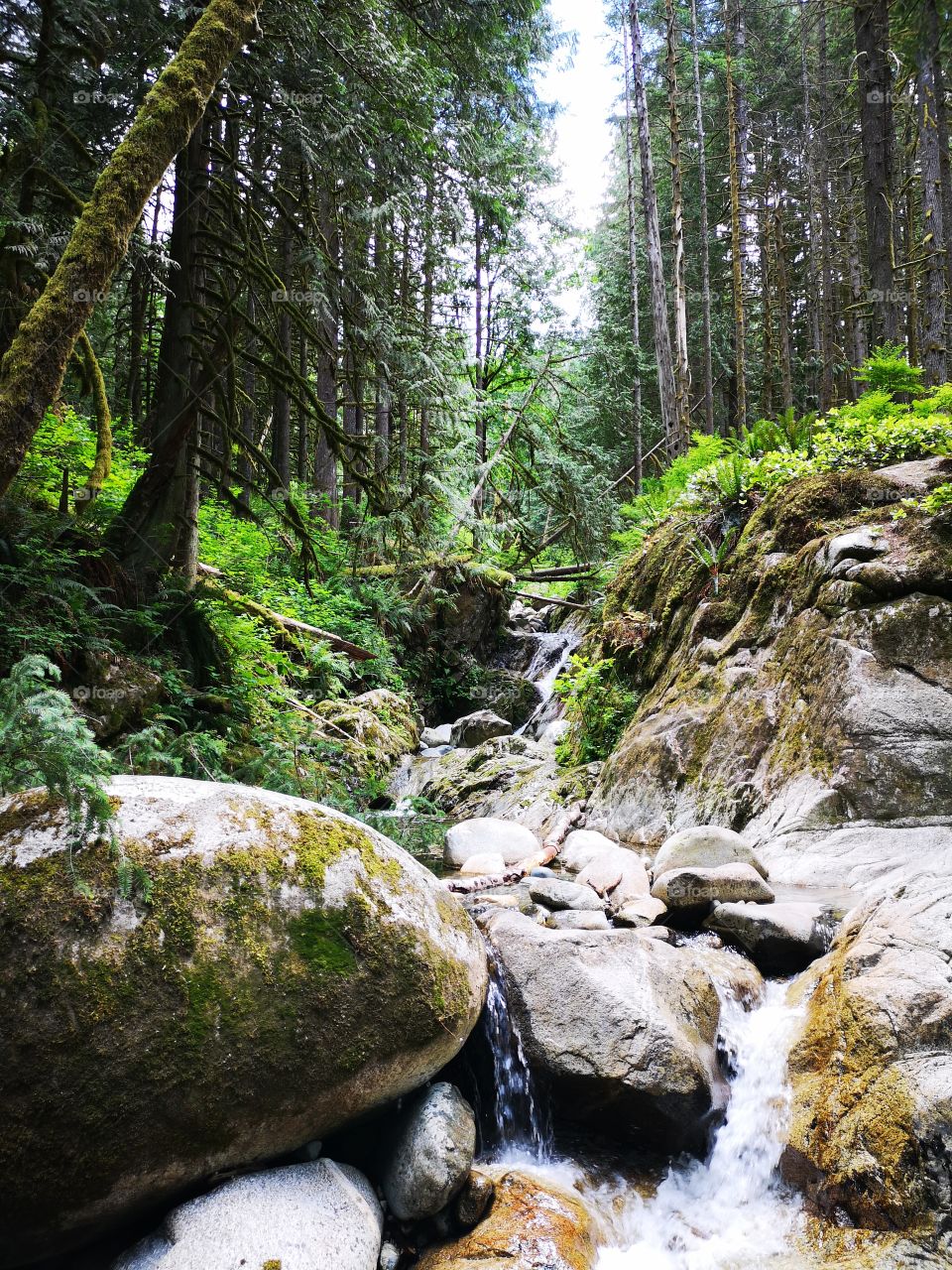 Creek waterfall in the forest