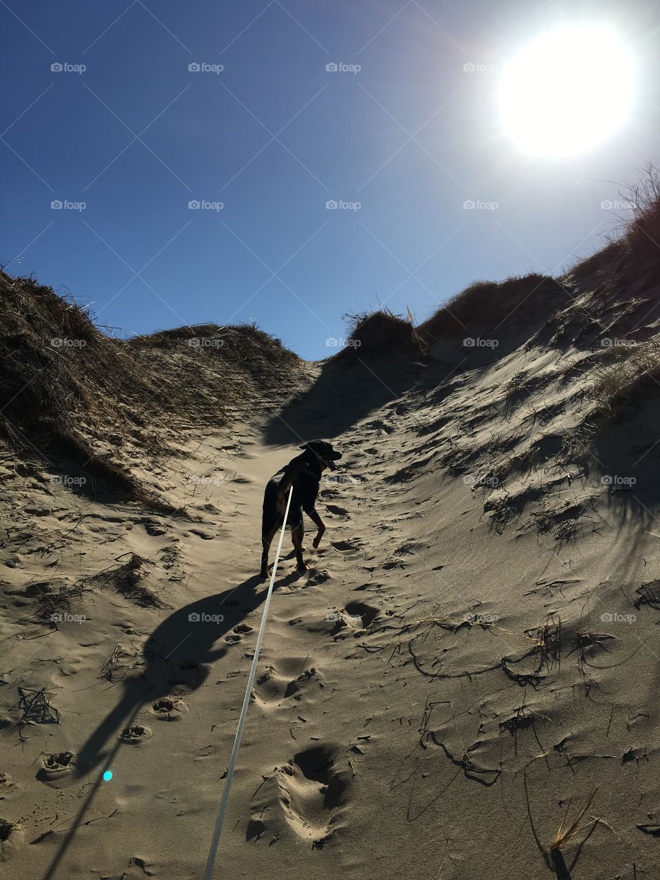 Dog on the dunes 
