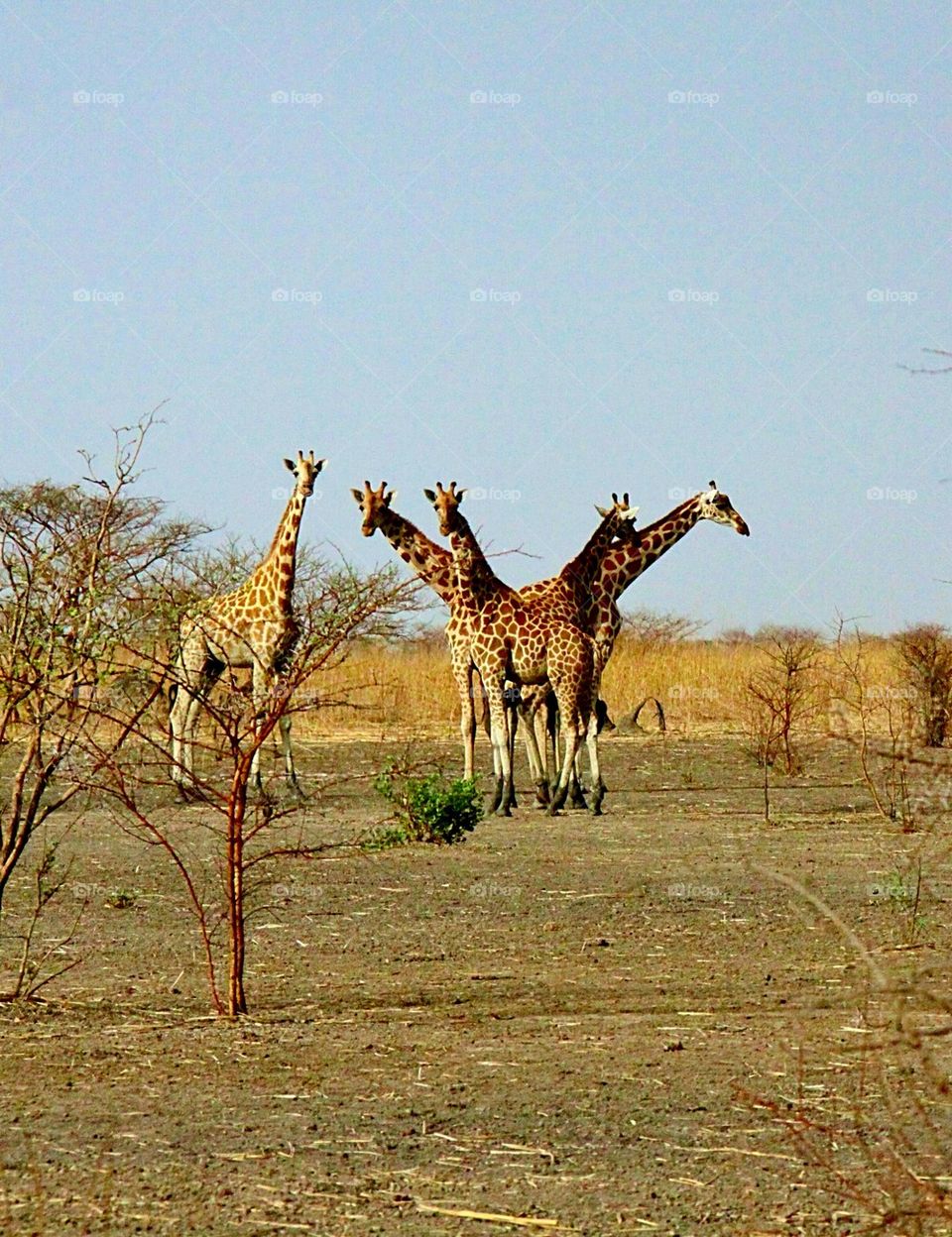 The amazing four-headed giraffe!