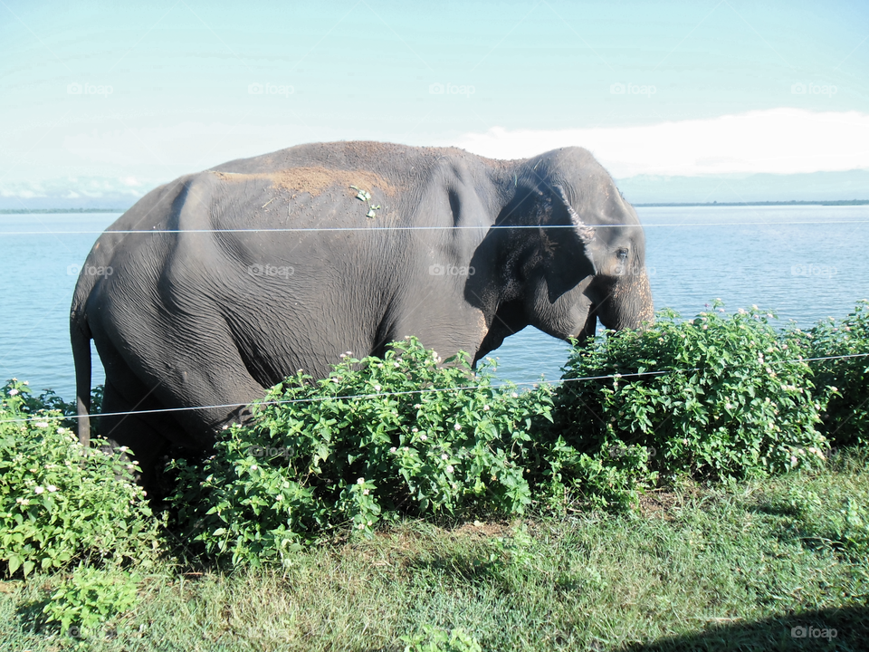 Wild Elephant near the main road swimming the lake, looking for food... Udawalava national park Sri Lanka.