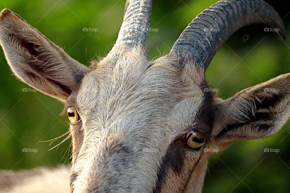 Goat giving me the weird eye