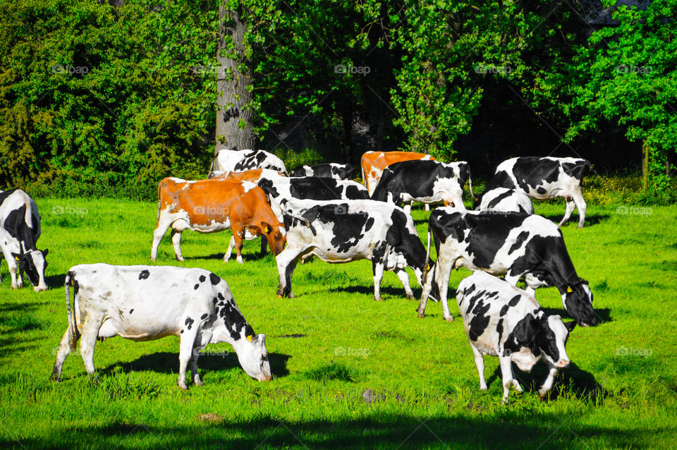 Cows In A Farmland Looking