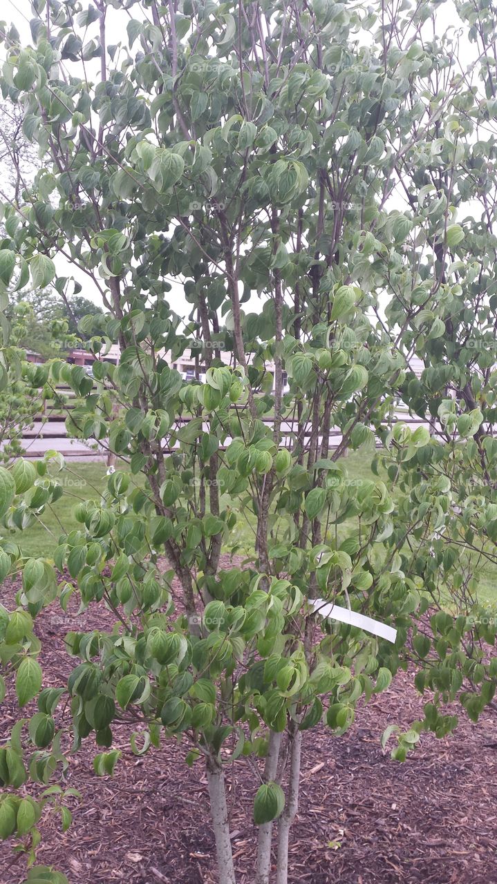 redbud tree nursery