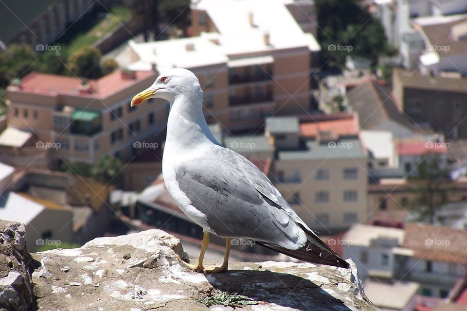 Seagull
