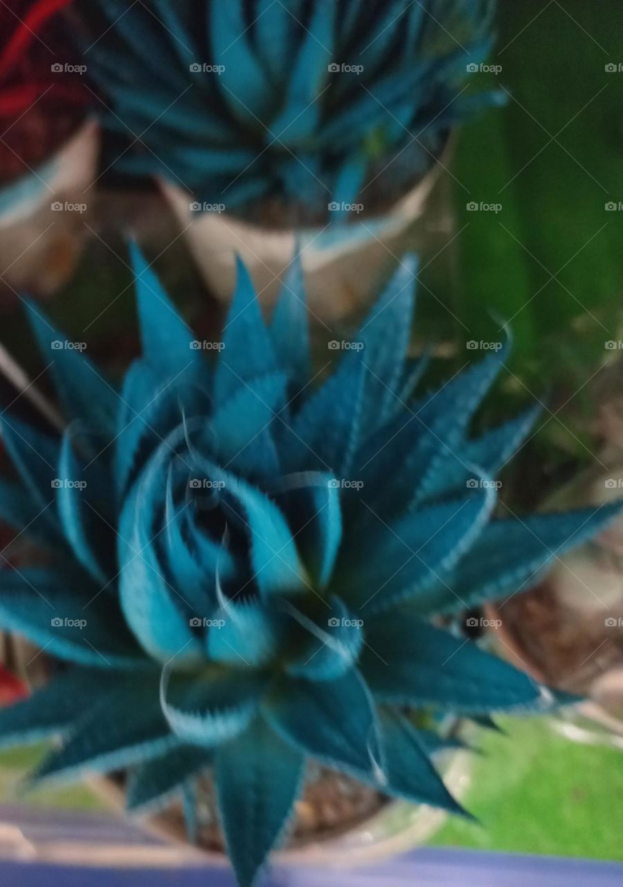 Aloe Aristata azul é uma suculenta de aparência  encantadora, exótica, além de adicionar agradável  à decoração de interiores e jardins.