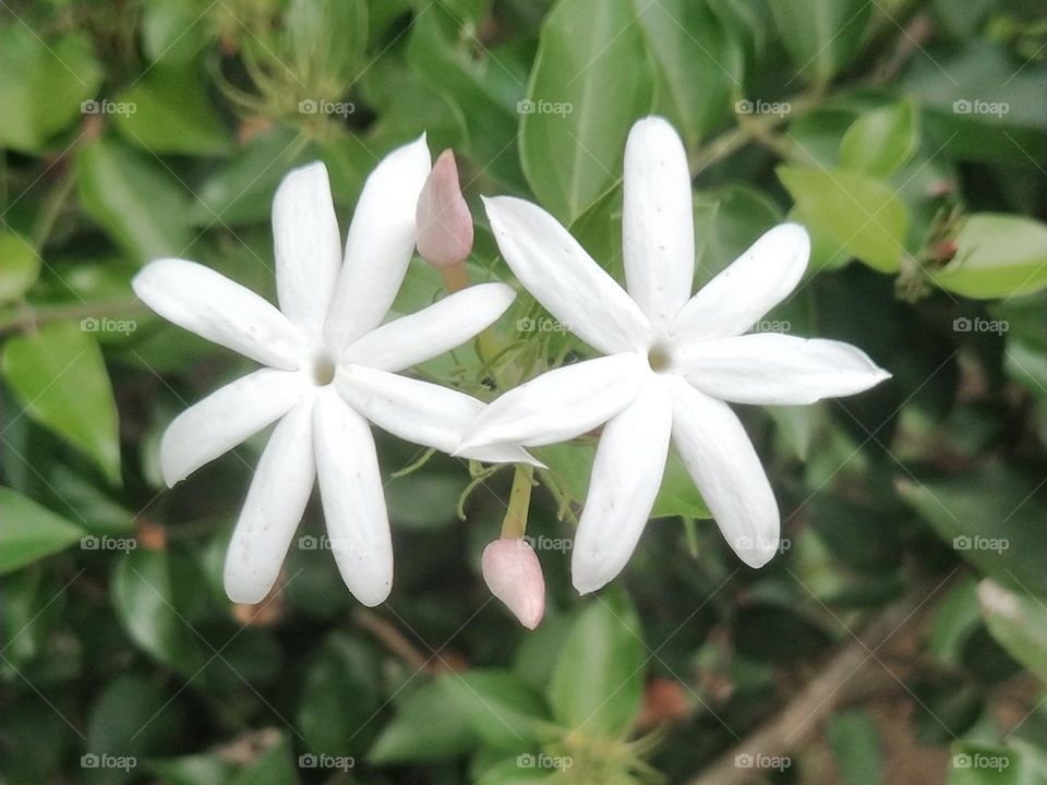 Star jasmine