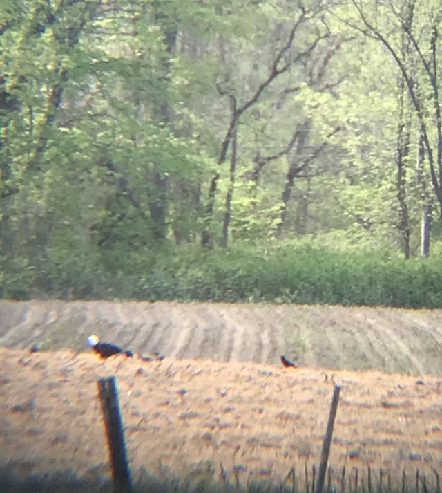Bald Eagle
