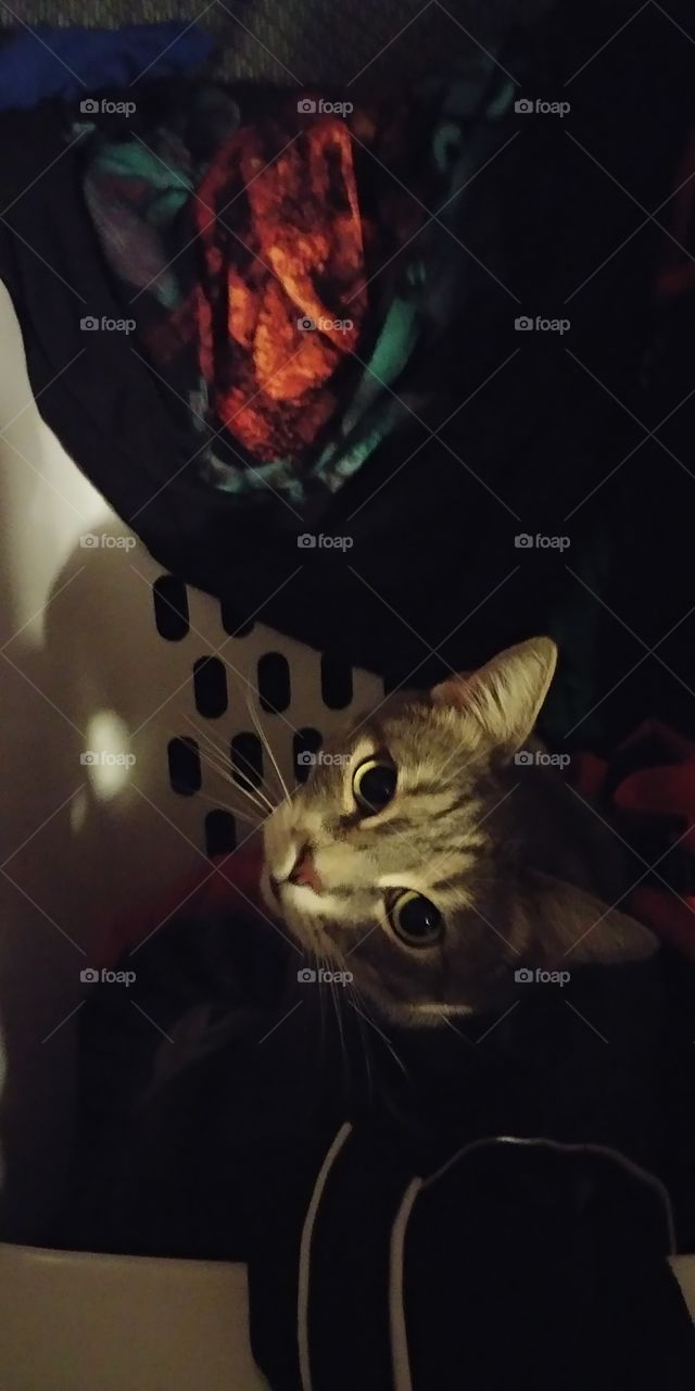 Princess hiding in laundry basket